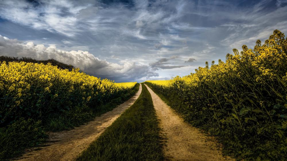 Golden Rapeseed Fields Under Cloudy Skies wallpaper