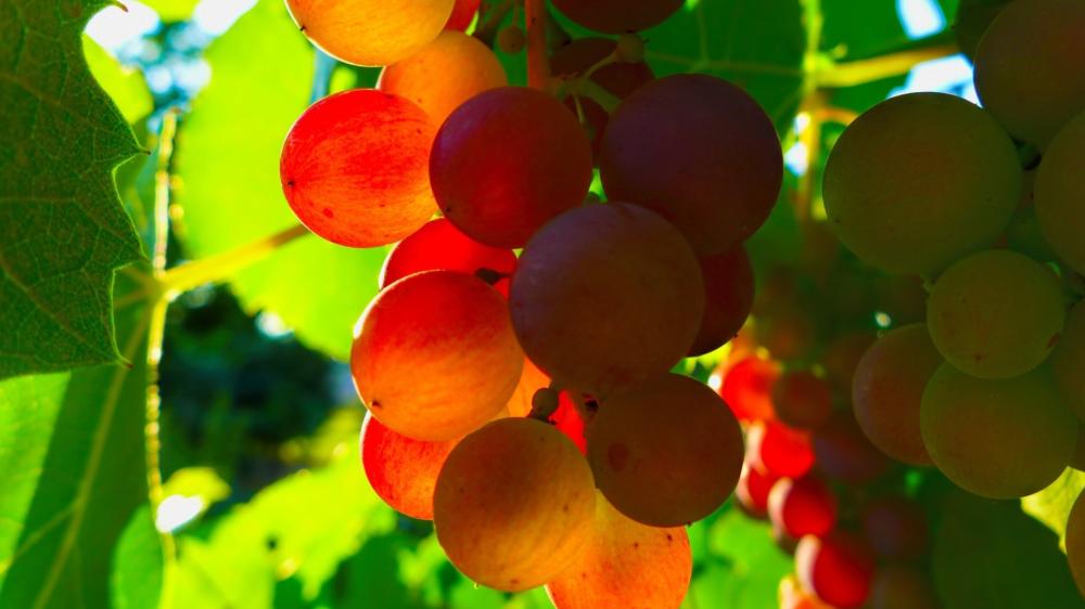 Sun-Kissed Grapes in Harvest Time wallpaper