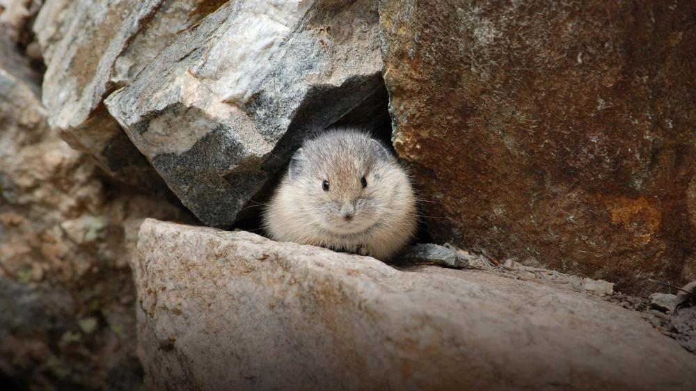 Charming Collared Pika in Natural Habitat wallpaper