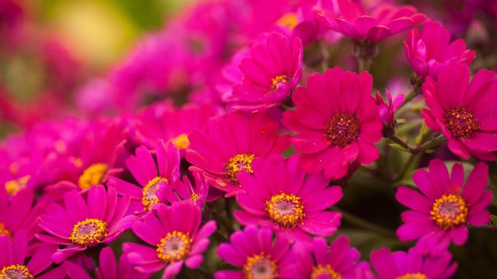 Vibrant Pink Chrysanthemum Blooms wallpaper