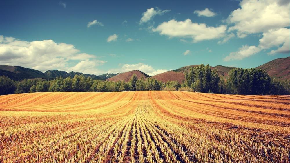 Bountiful Wheat Fields Under Blue Skies wallpaper