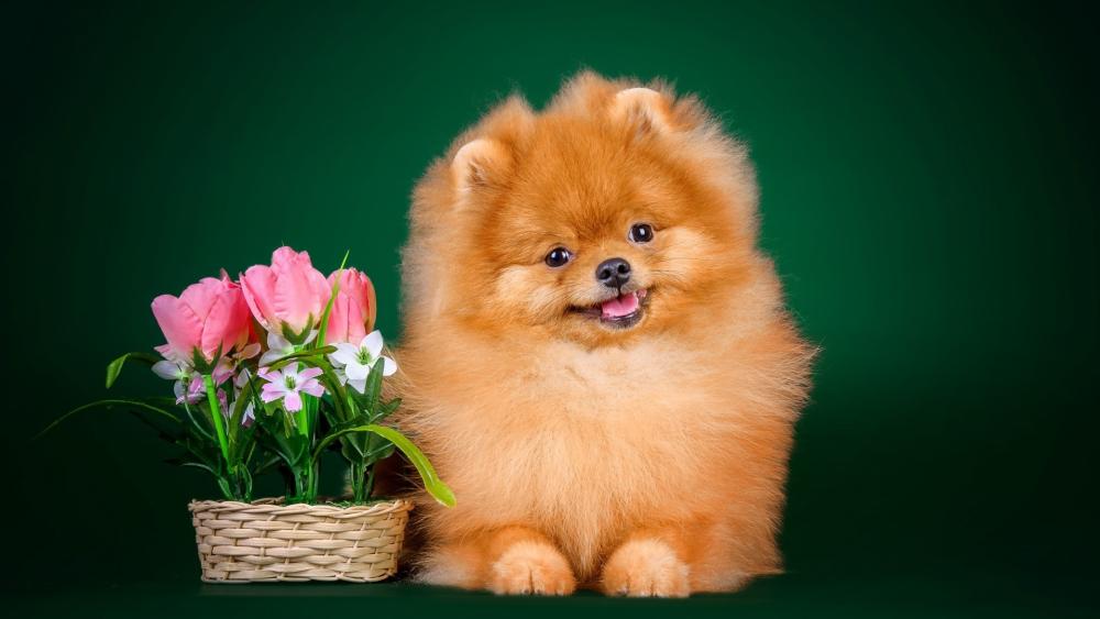 Fluffy Pomeranian with Flowers Wallpaper wallpaper