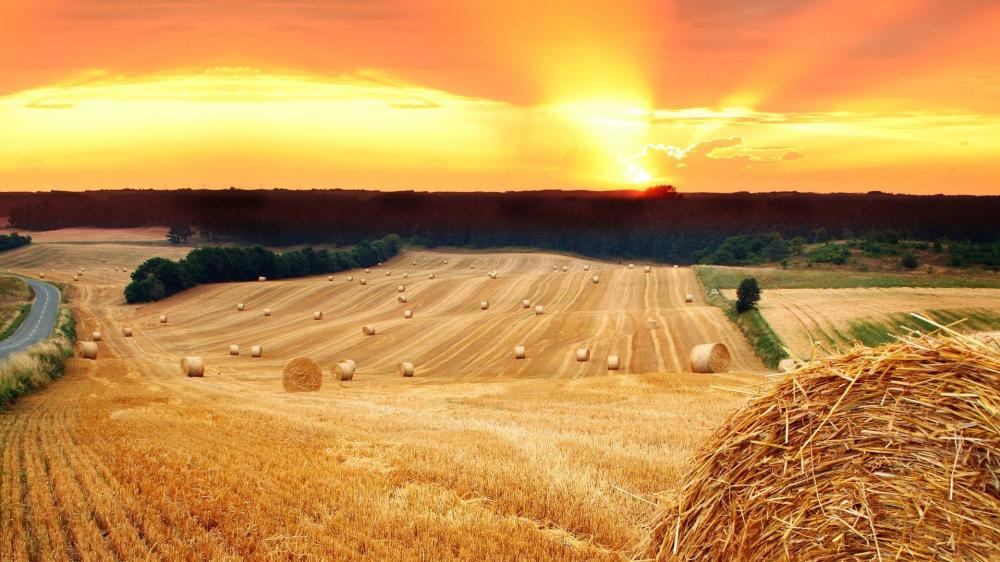 Golden Harvest at Sunset wallpaper