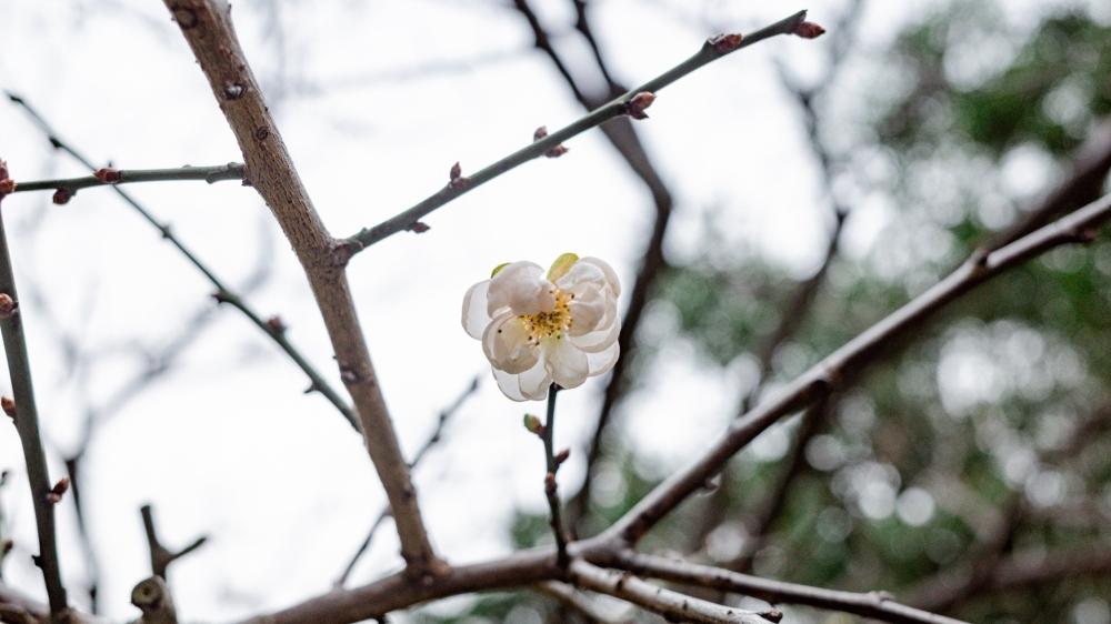 Lonely Flower wallpaper