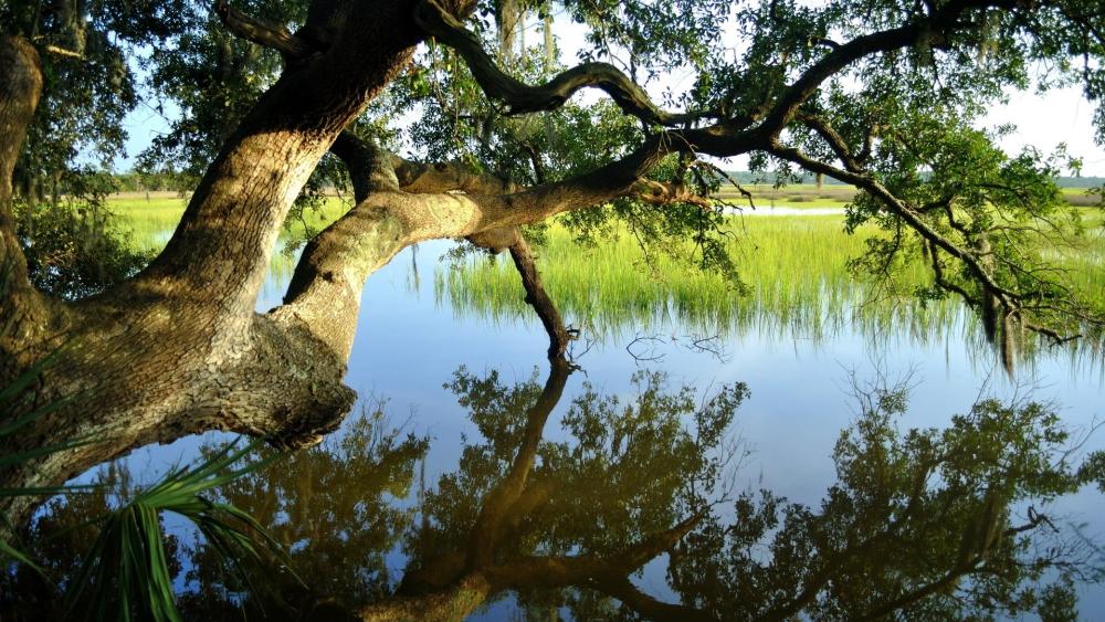 Serene Tree Reflection by Lake in Spring wallpaper