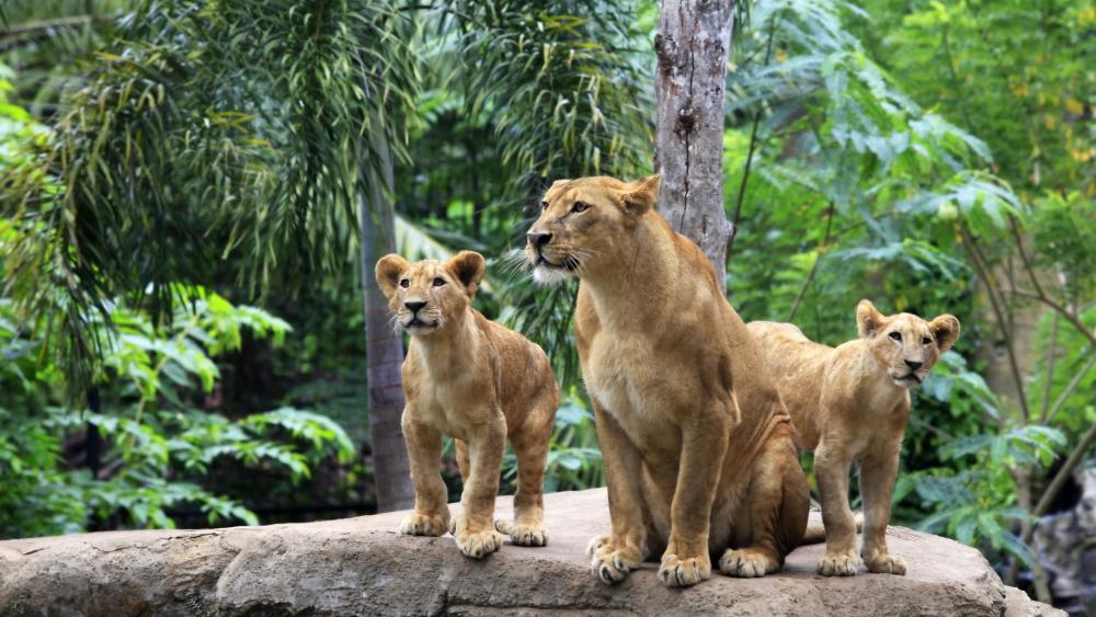 Lioness and Cubs in Lush Habitat wallpaper