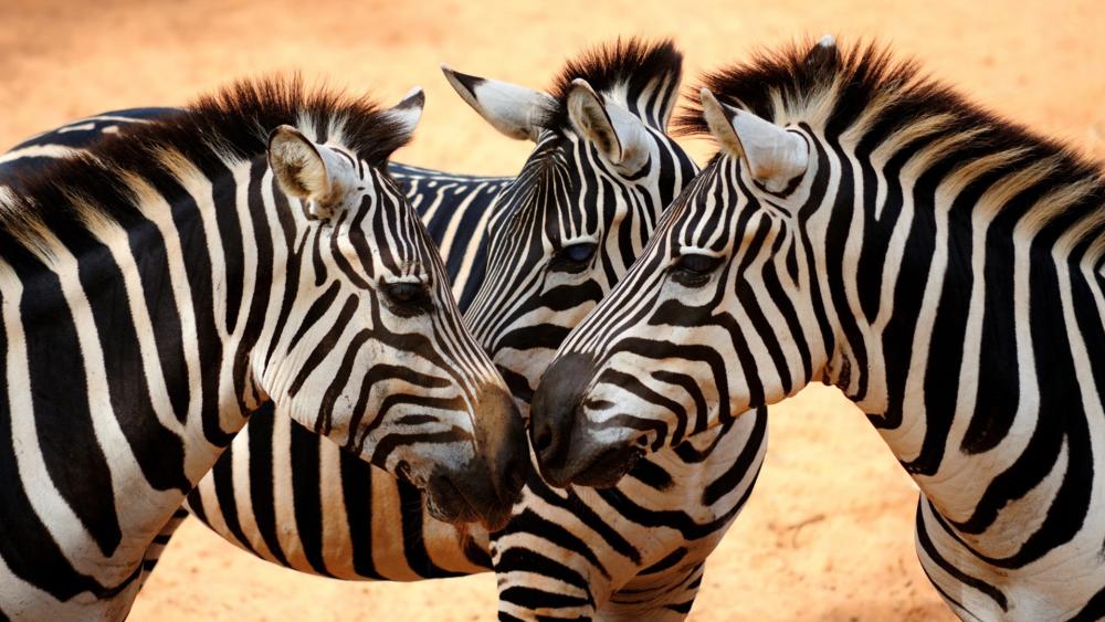 Zebra Trio in Harmony wallpaper