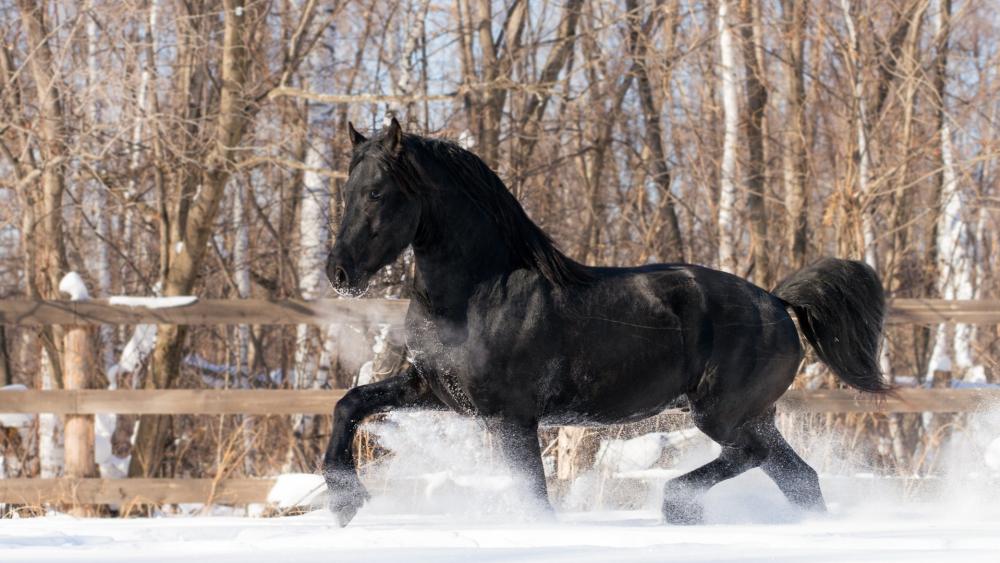 Majestic Black Horse in Snowy Forest wallpaper