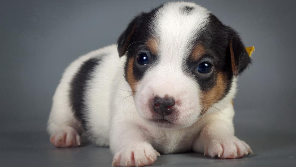 Adorable Jack Russell Terrier Puppy wallpaper