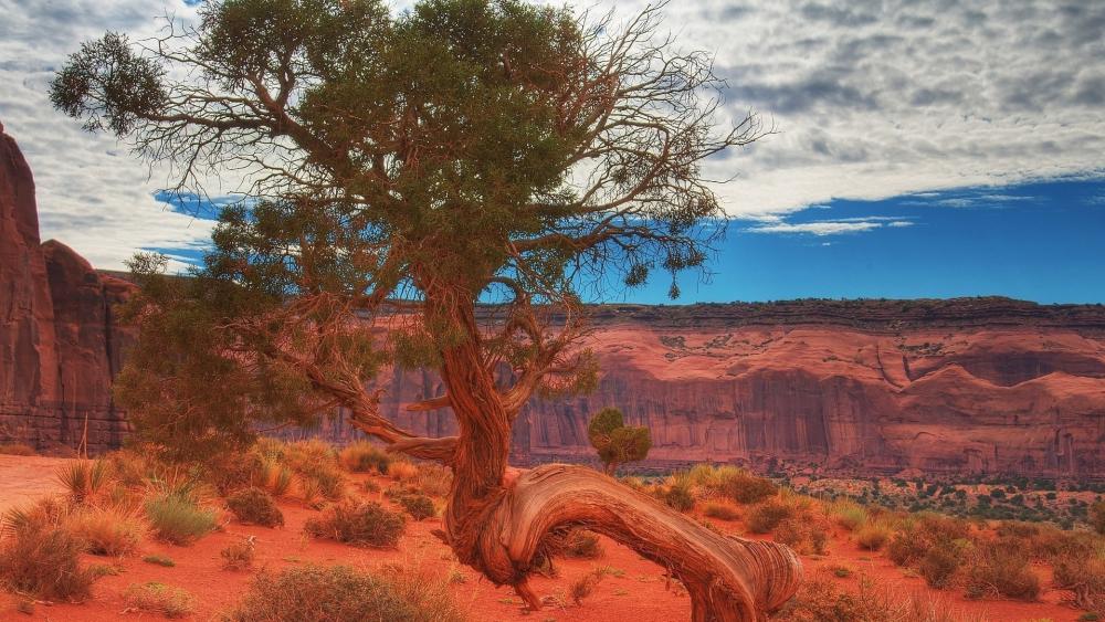 Windswept Splendor in Arches National Park Utah wallpaper