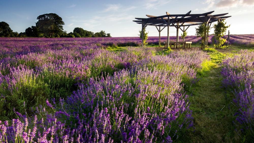 Lavender Fields in Full Bloom wallpaper