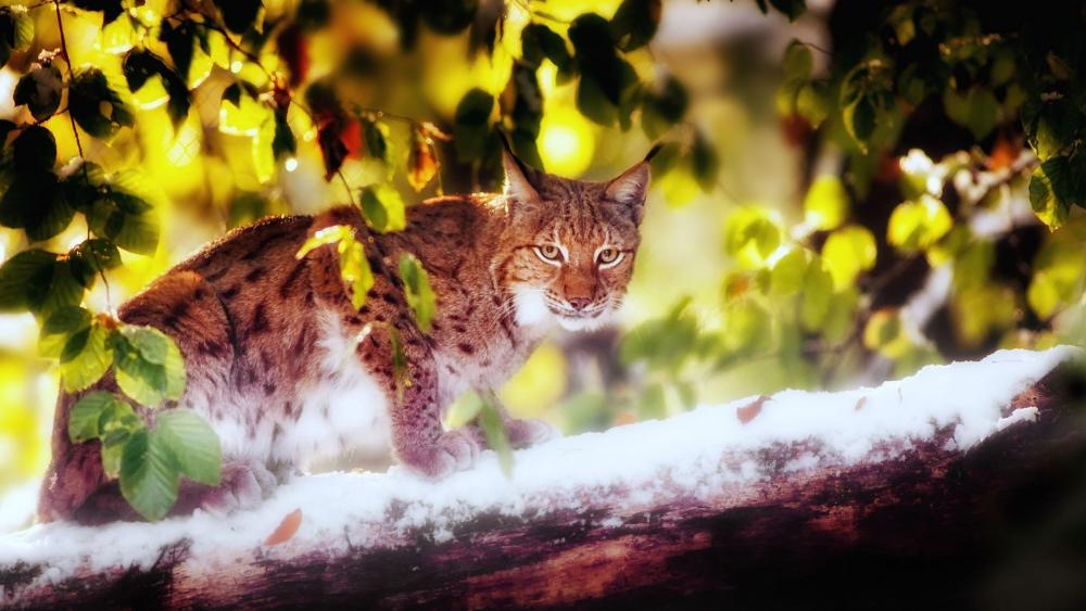 Bobcat on Snowy Log in Forest wallpaper