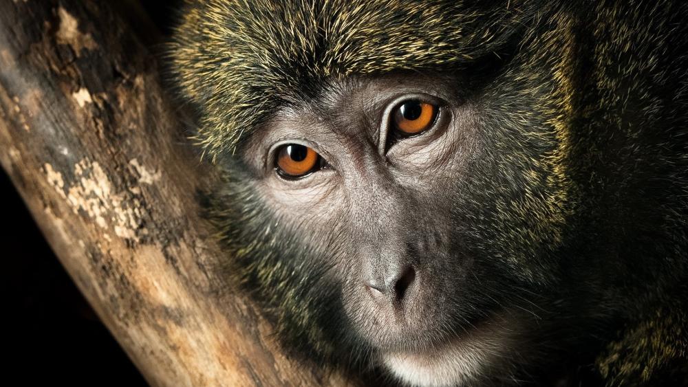 Gentle Gaze of a Primate wallpaper