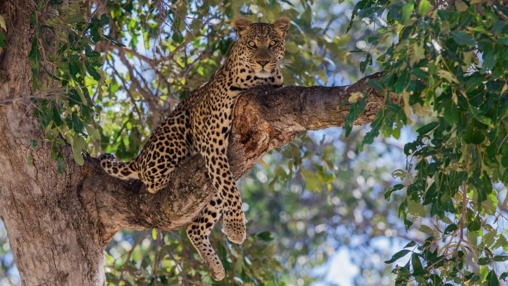 Leopard at Rest Amid Lush Foliage wallpaper