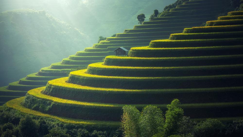 Green Terrace Landscapes in Bali wallpaper