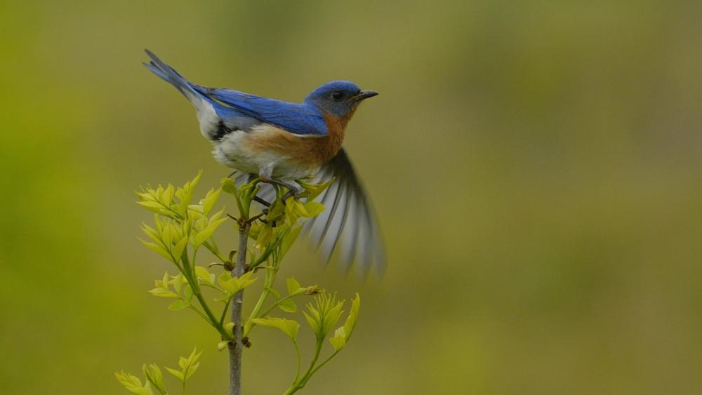 Blue Bird Perched in Flight wallpaper