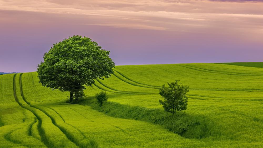 Solitary Tree in Lush Green Field wallpaper