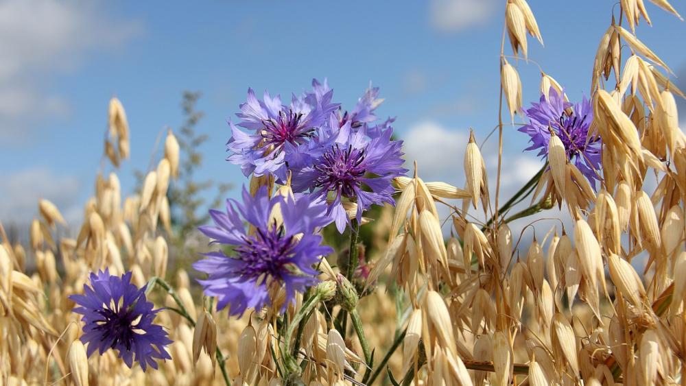 Golden Grains and Purple Blooms wallpaper