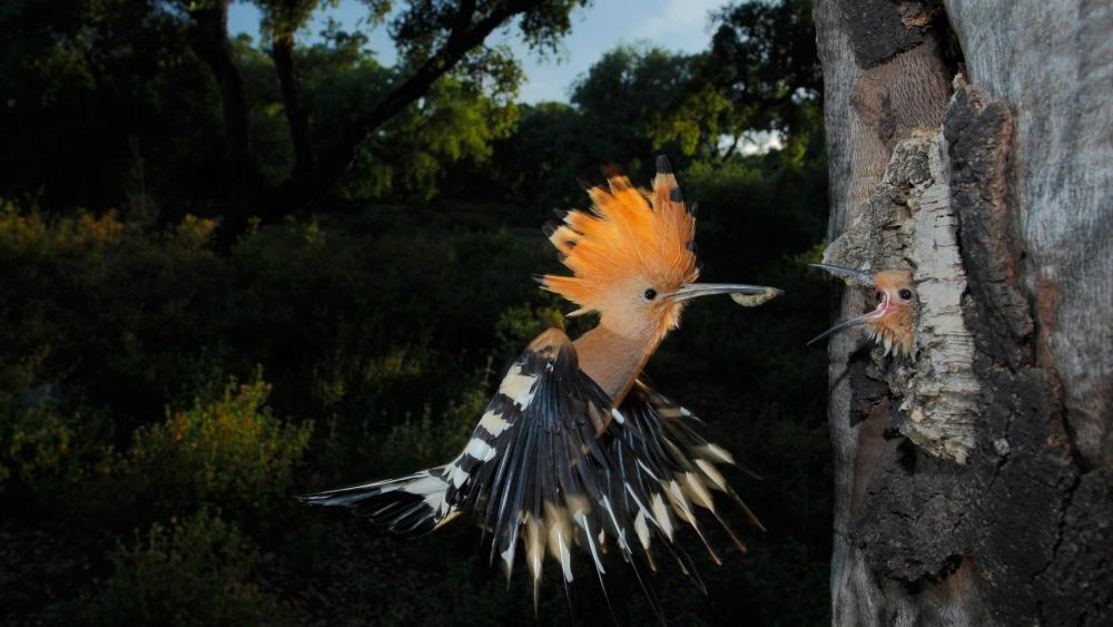 Eurasian Hoopoe Feeding Its Chick wallpaper