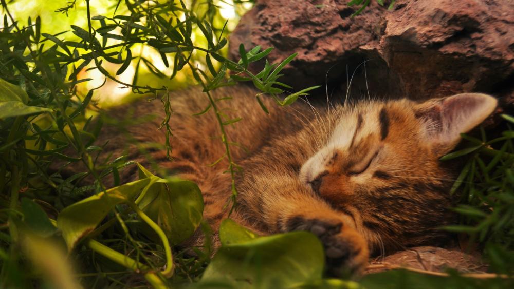 Sweet Dreams in a Garden Paradise wallpaper