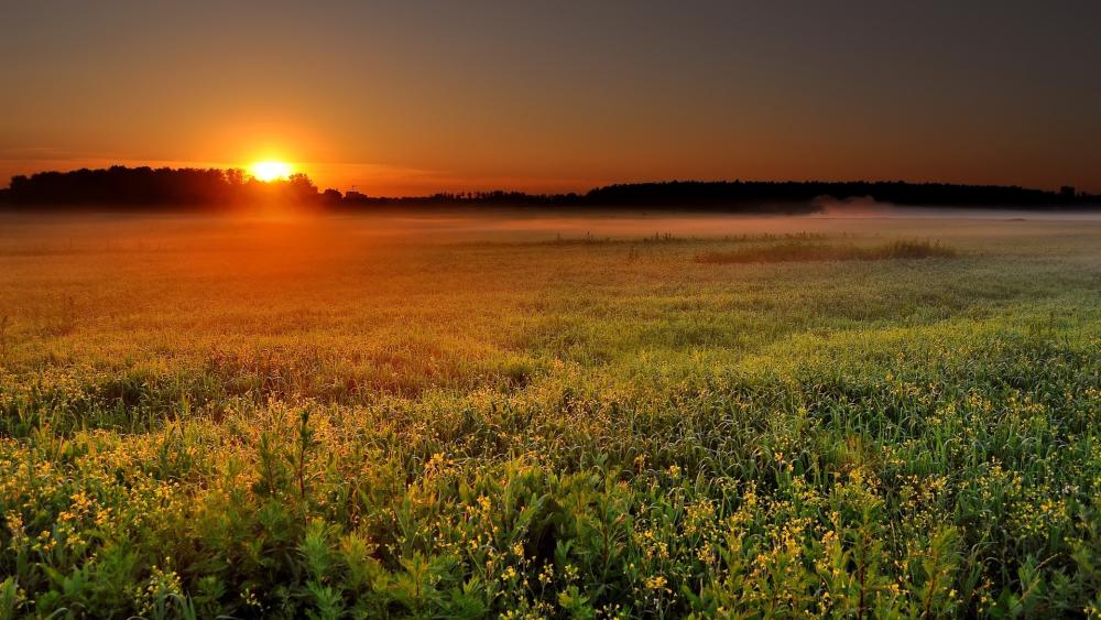 Golden Sunset Over Peaceful Grassland wallpaper