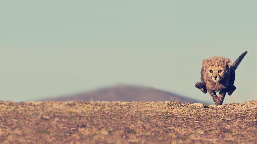 Cheetah Cub Dashing at Full Speed. wallpaper