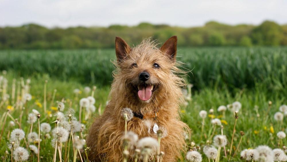 Cheerful Australian Terrier in Meadow wallpaper