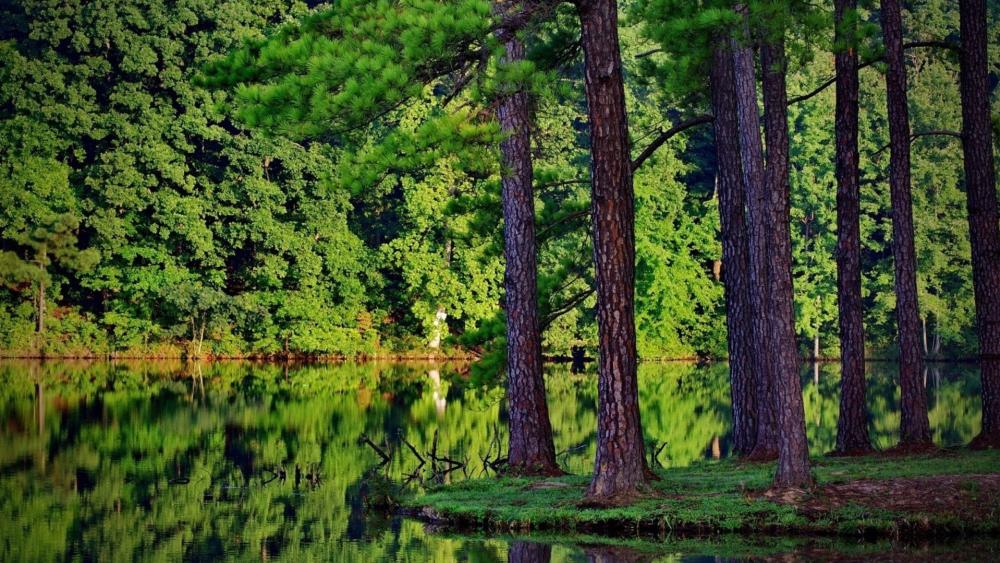 Forest Reflections by the Lake wallpaper