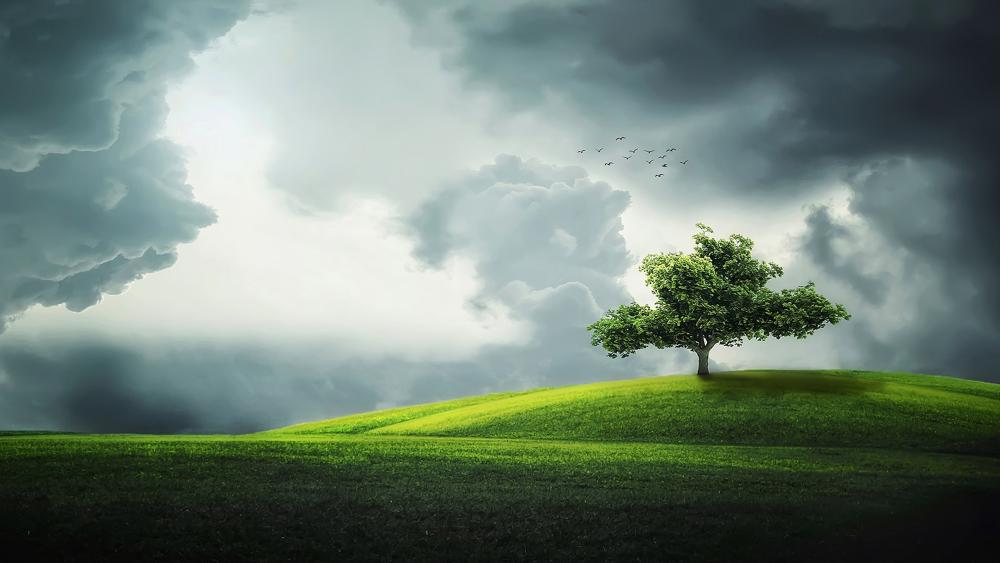 Solitary Tree Under a Stormy Sky wallpaper