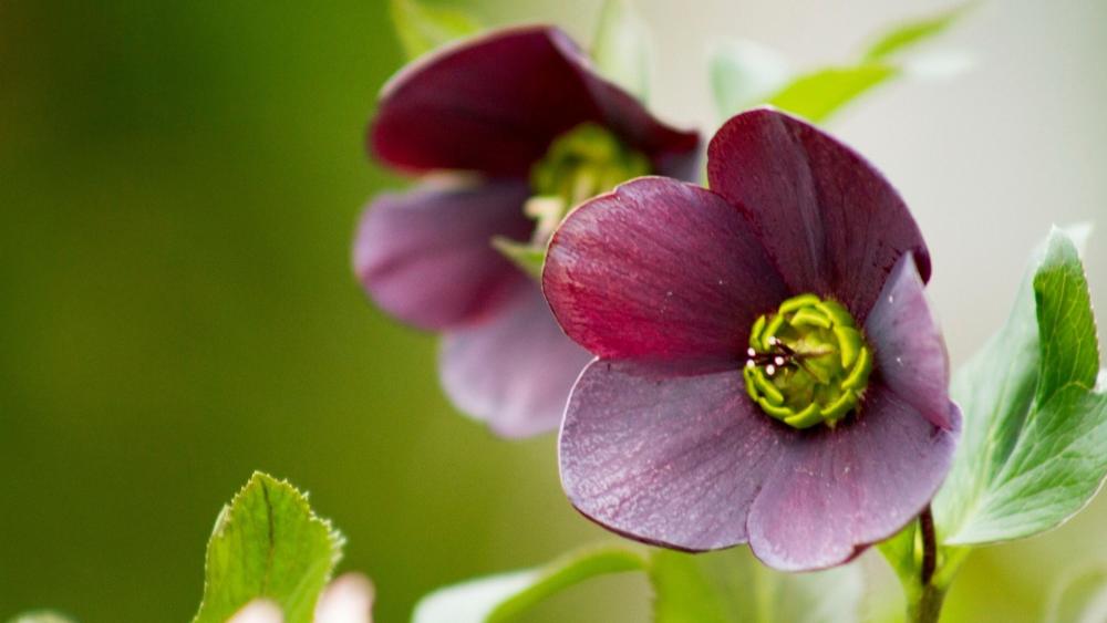 Spring's Enchanting Blooms: Helleborus Orientalis wallpaper