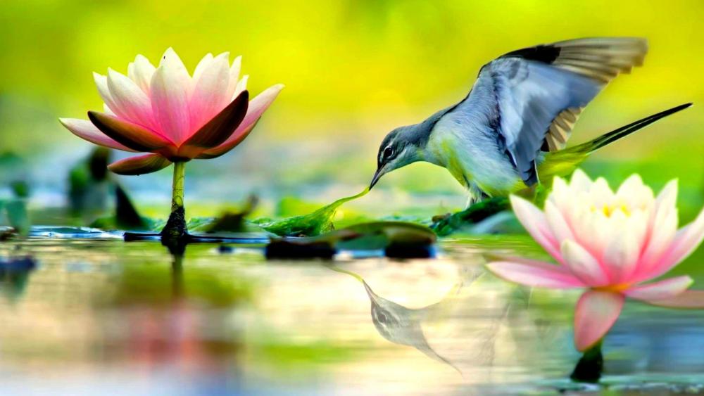 Peaceful Bird Amidst Blooming Lotus wallpaper