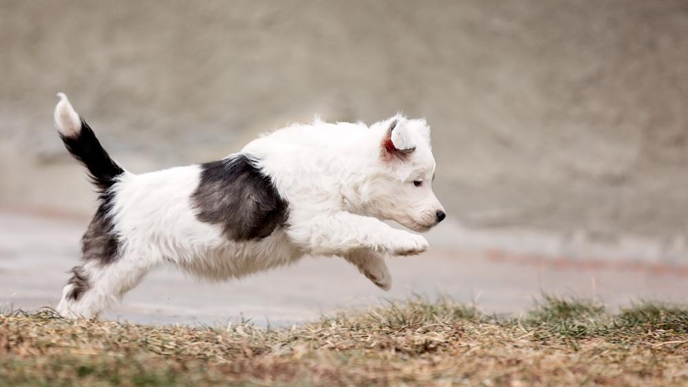 Playful Pup in Action wallpaper