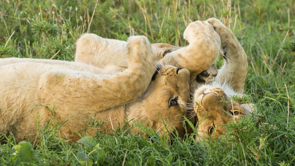 Playful Lion Cubs in Grass wallpaper