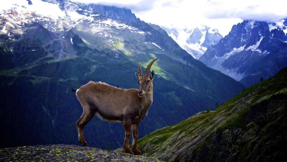 Majestic Alpine Ibex in the Alps wallpaper