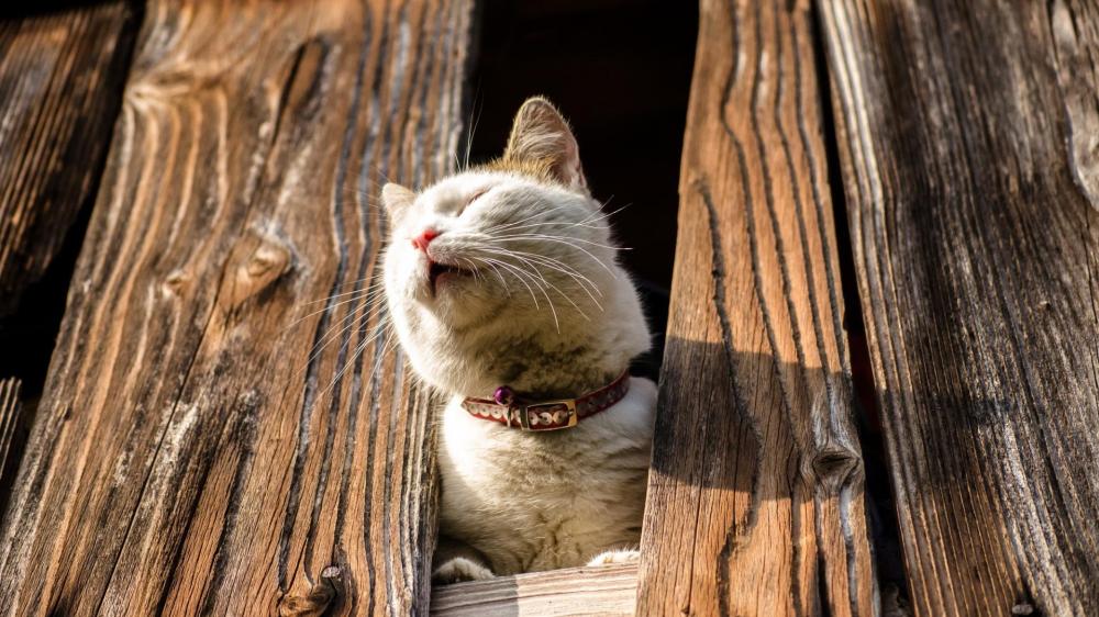 Sunbathing Cat in Wooden Barn wallpaper