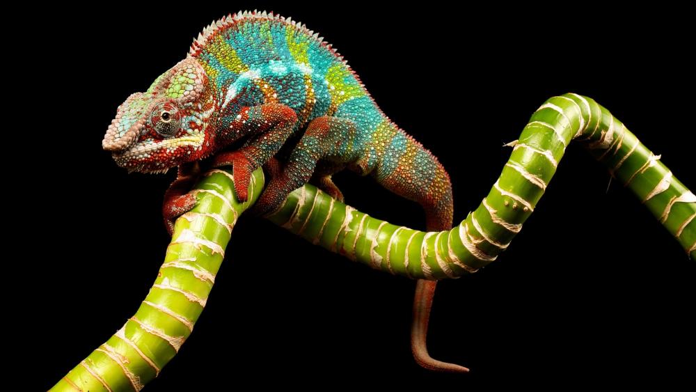 Vibrant Chameleon on Black Background wallpaper