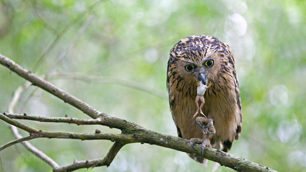 Owl's Mealtime Delight wallpaper