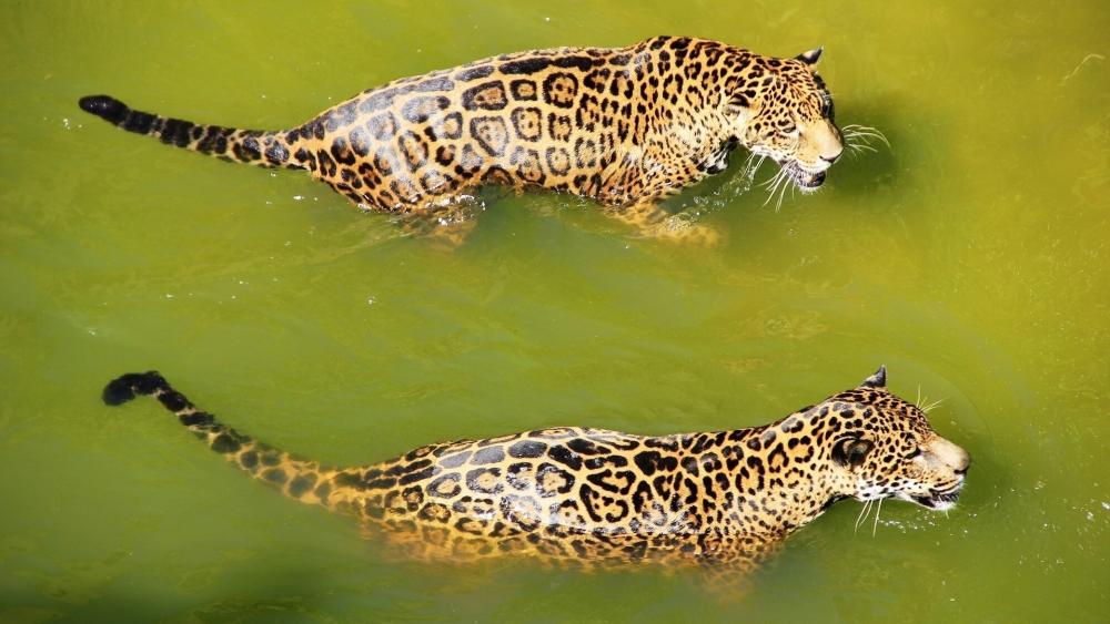 Jaguars Swimming in Harmony wallpaper