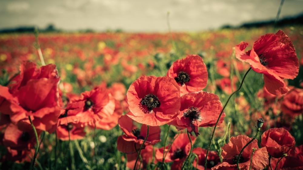 Endless Summer Poppy Field wallpaper