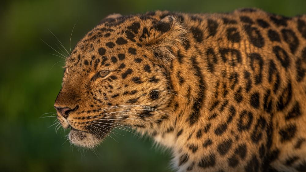 Majestic Leopard in Natural Habitat wallpaper