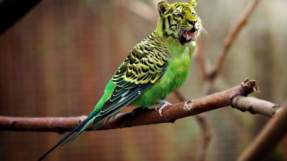 Tiger Parrot Roaring wallpaper