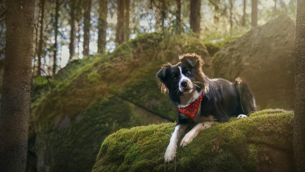 Adventurous Border Collie in the Forest wallpaper