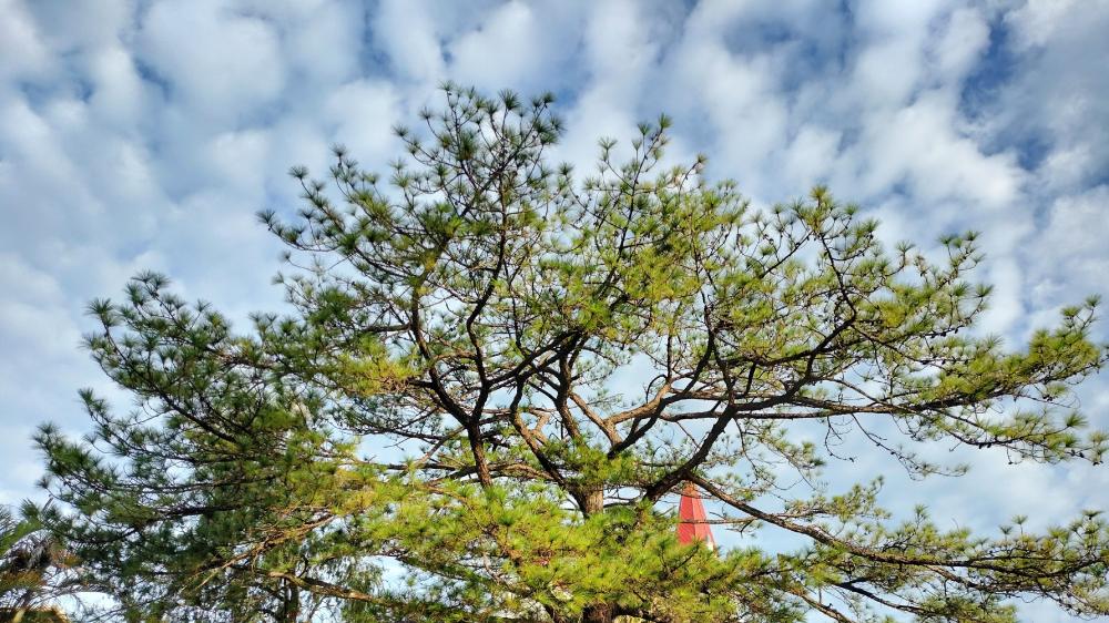 A pine tree on a catherdral at Baguio, Philippines wallpaper