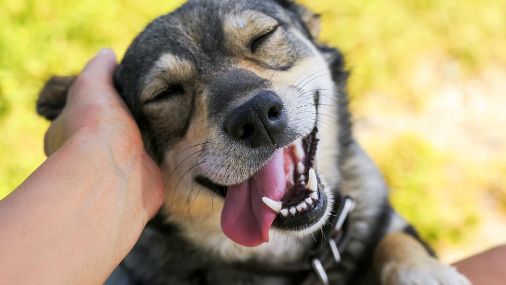 Pure Joy and Canine Bliss wallpaper