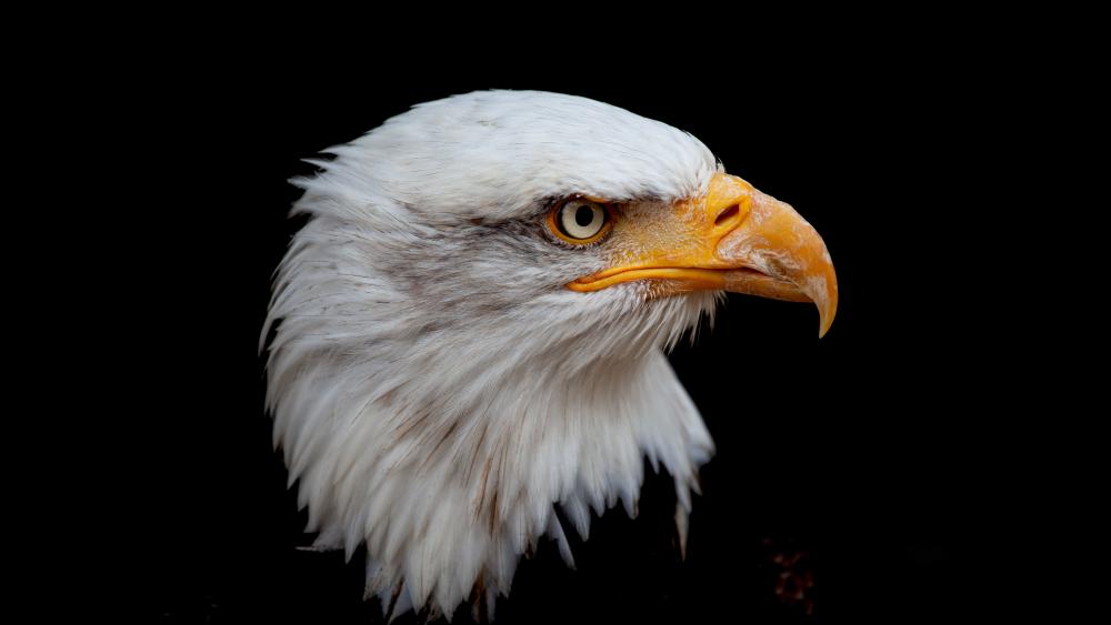 Majestic Bald Eagle Profile in 8K wallpaper