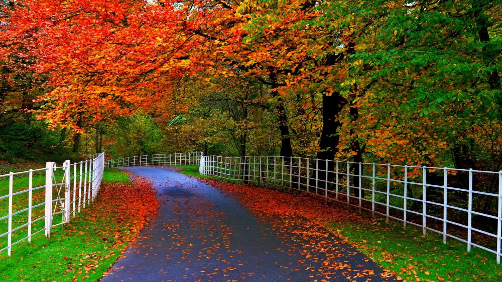 Autumn Road with White Fence wallpaper