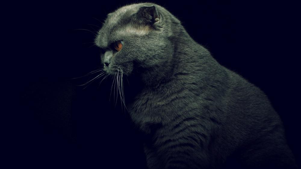 Majestic British Shorthair Cat wallpaper