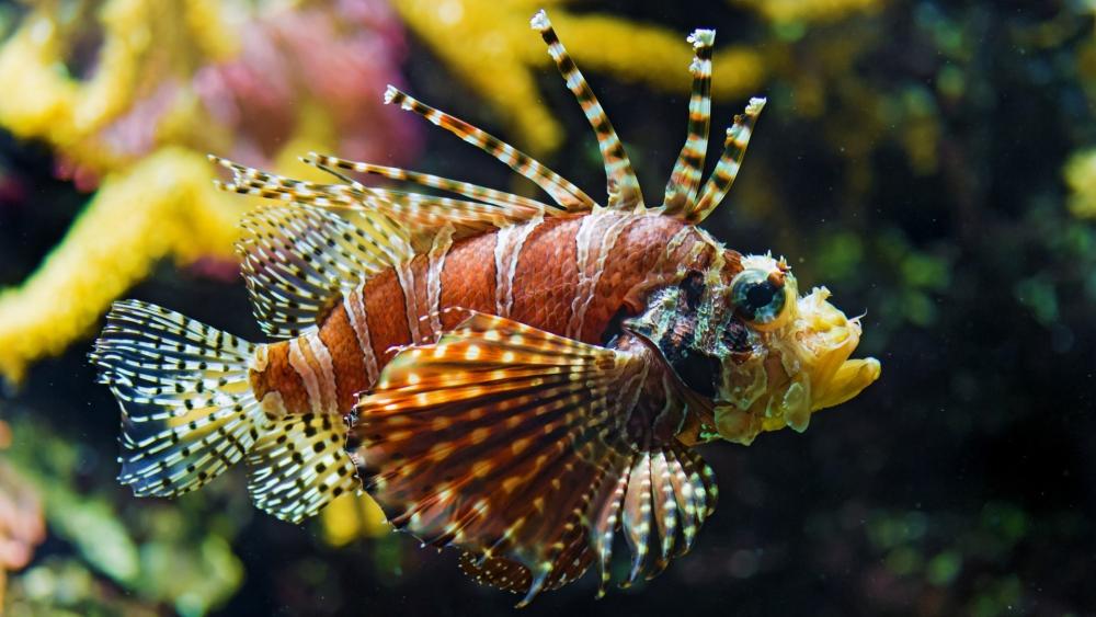 Striking Red Lionfish Underwater View wallpaper