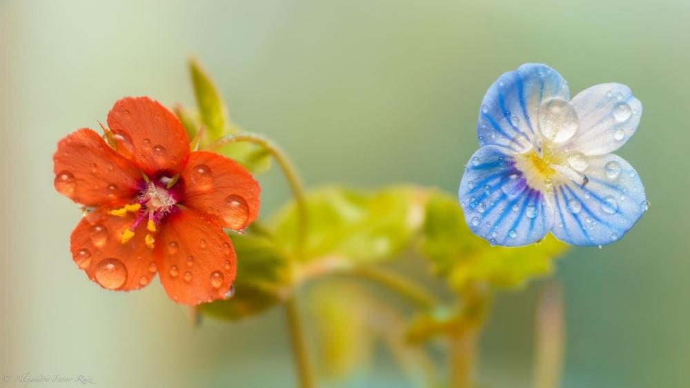 Morning Dew on Little Flowers wallpaper