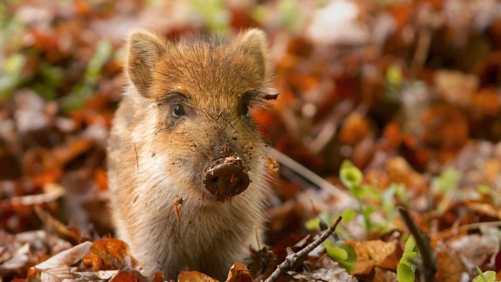 Adorable Baby Pig in Autumn Woods wallpaper